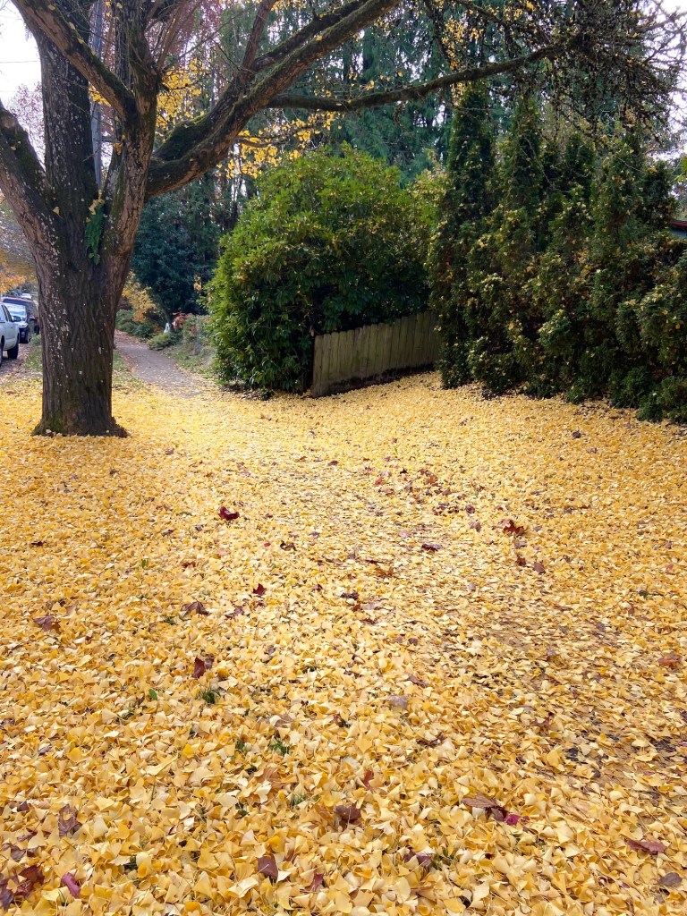 Sidewalk covered with gold ginkgo leaves